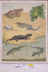 Schulwandbild - Amphibien und Reptilien